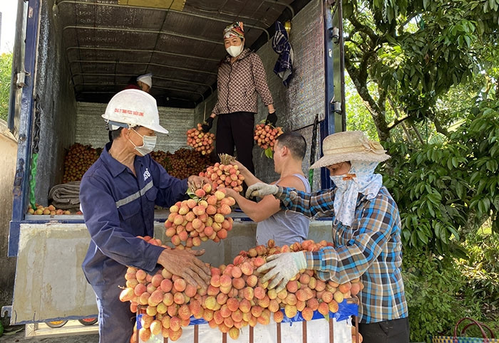 Thanh Ha earns about VND1,200 billion from thieu lychees